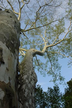 American Sycamore