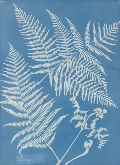 Atkins - Pteris aquilina