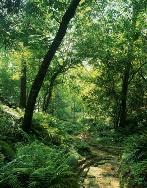 Bayou Bend woodland ravine