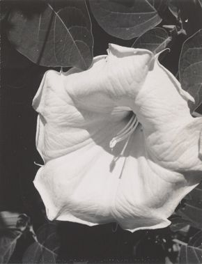 Georgia O’Keeffe, Jimson Weed (Datura stramonium), 1964–68, black-and-white Polaroid