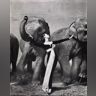 OLD | DO NOT USE | Avedon - Domilla and Elephants