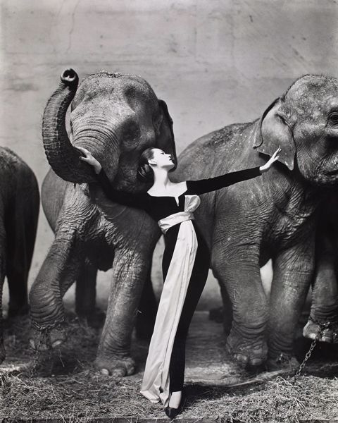 OLD | DO NOT USE | Avedon - Domilla and Elephants