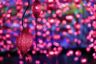 Pipilotti Rist: Pixel Forest & Worry Will Vanish