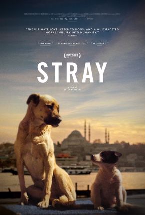 Stray | movie poster